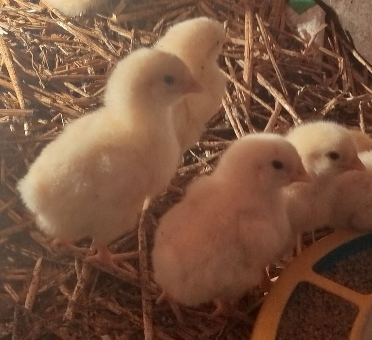 Продам добові бройлери