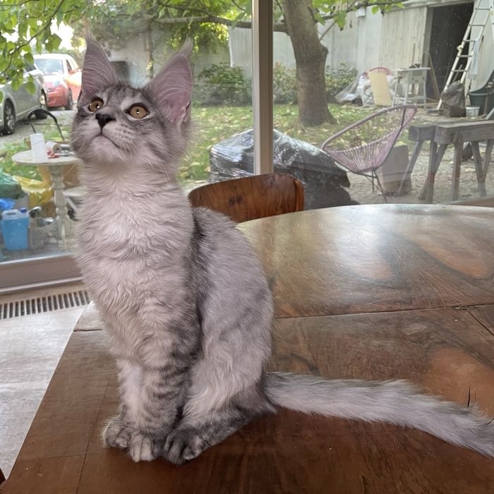 Koteczka maine coon