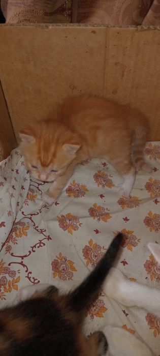 Продам милых котят.