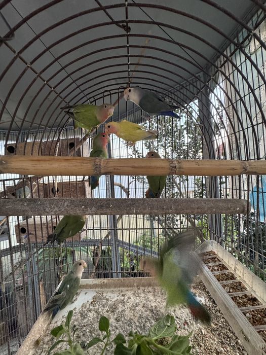 Roseicollis de variadas cores