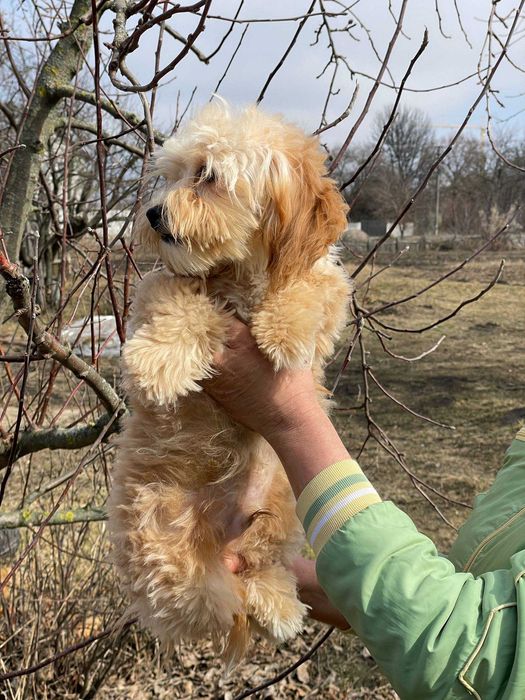Чудові песики мальтипу