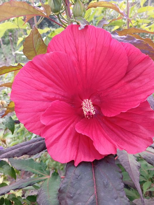 Гібіскус трав'яний бордовий