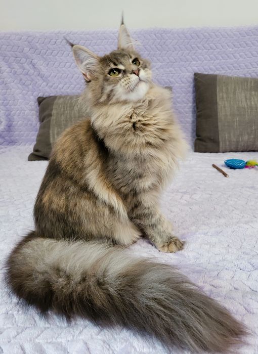 Niebieska szylkretka Maine Coon hodowla FPL