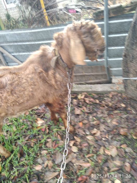 Козёл ждёт коз для совместного времяпрепровождения