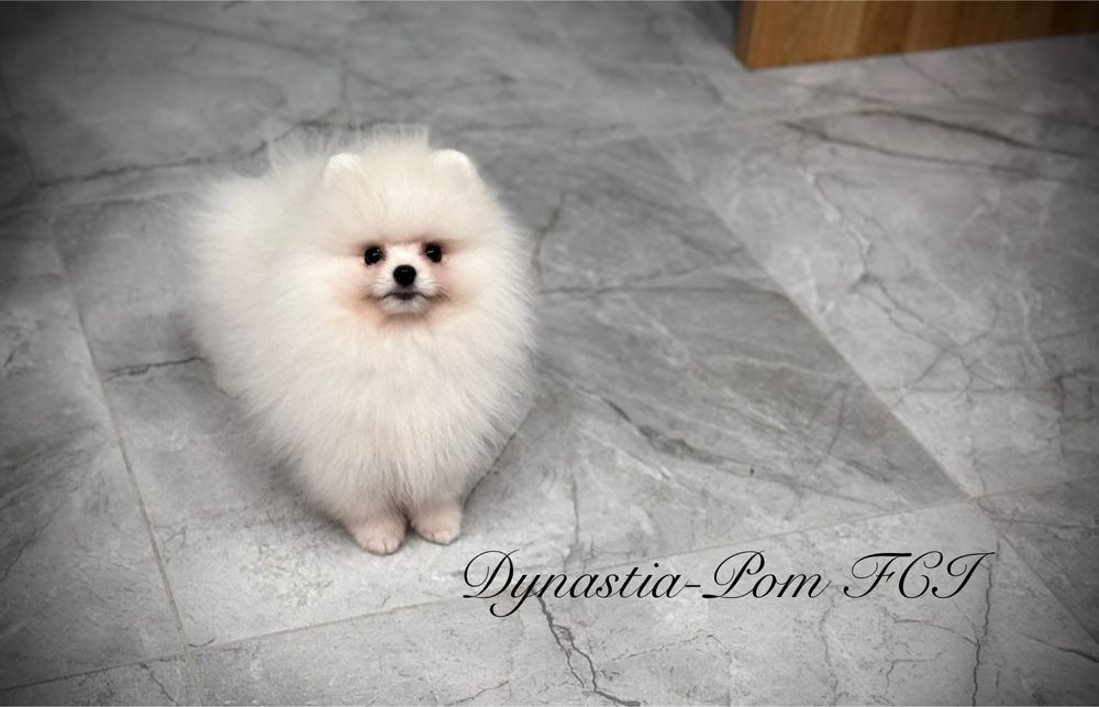 Szpic miniaturowy pomeranian FCI