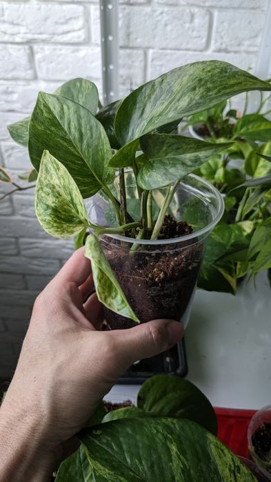 Сциндапсус епіпремнум  Марбл Квін  Глобал Грін Голден Марбл Квин Потос