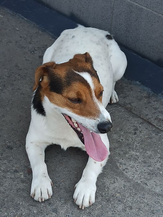 Джек Рассел (кобель, в'язка)