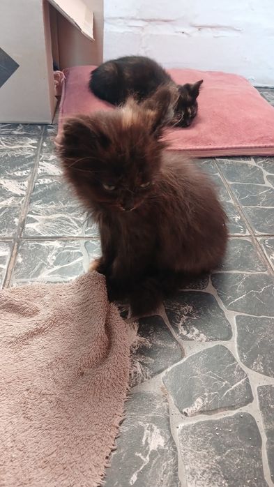 Подарую кошенят в добрі руки віддам безкоштовно