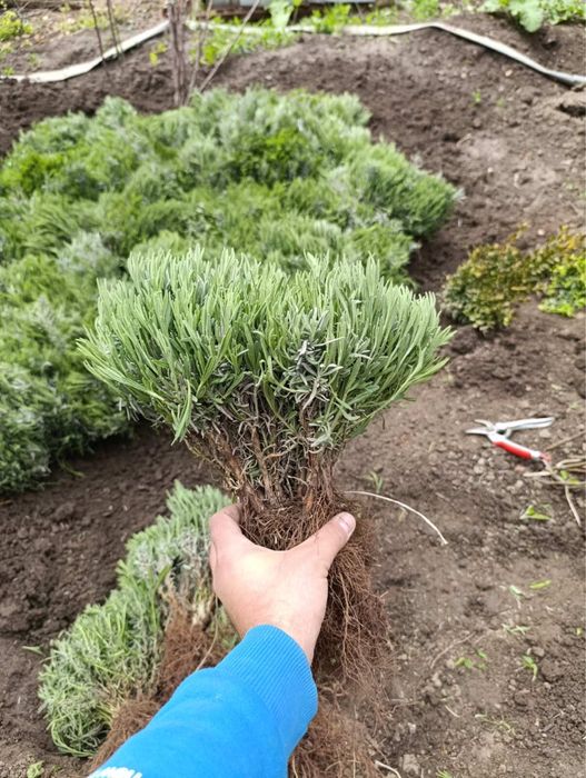 Лаванда. Смородина. Агрус. Великі, гарні кущі.