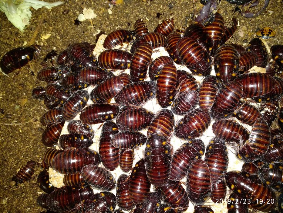 Оранжевоголовые тараканы на Роганском жилмассиве