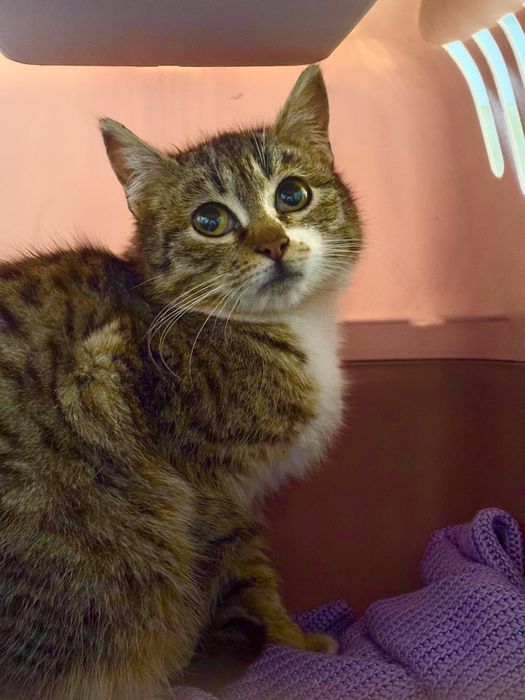 Кошеня хлопчик 7 місяців