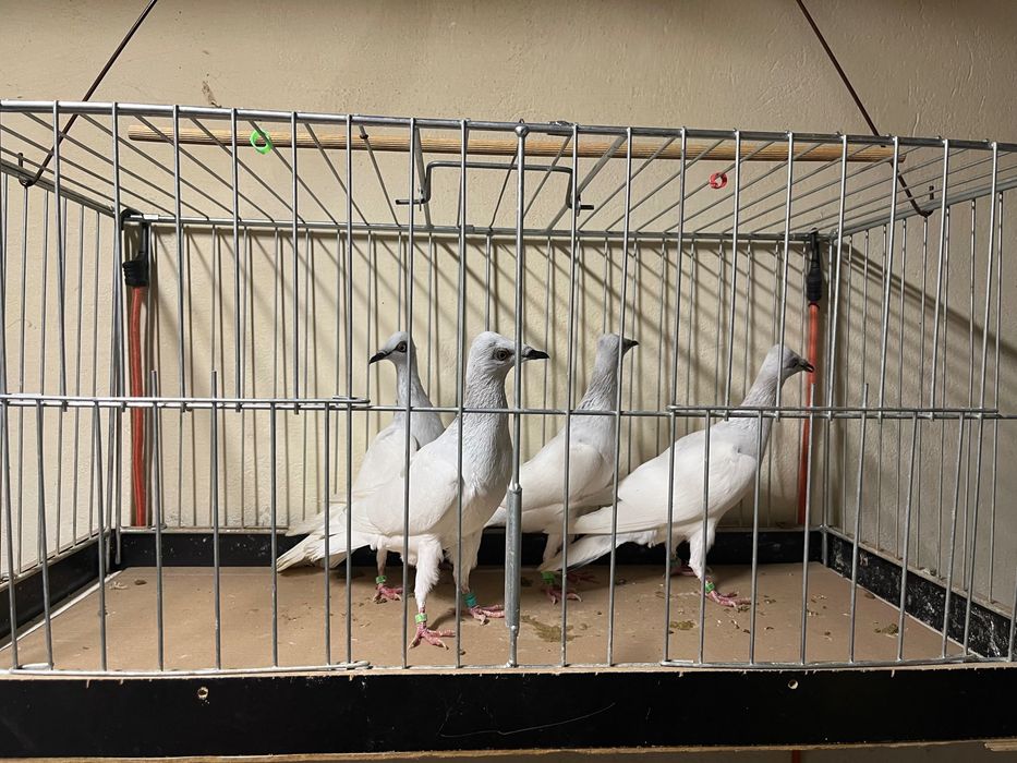 Sprzedam Srebrniaki białoogony