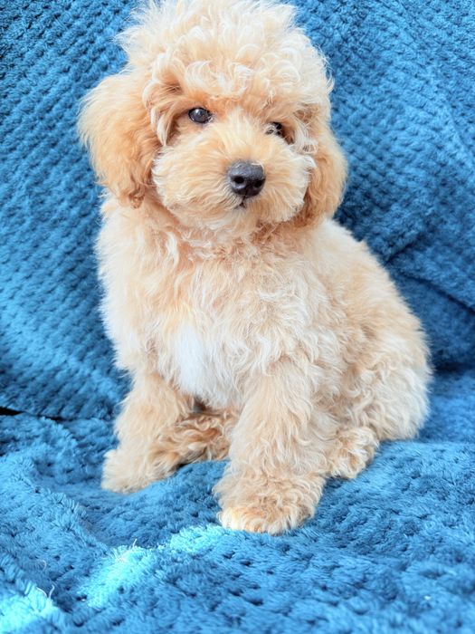 MALTIPOO F1B  piesek