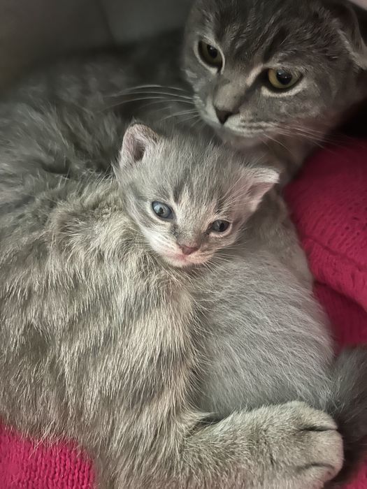 Шотландське прямовухе кошеня