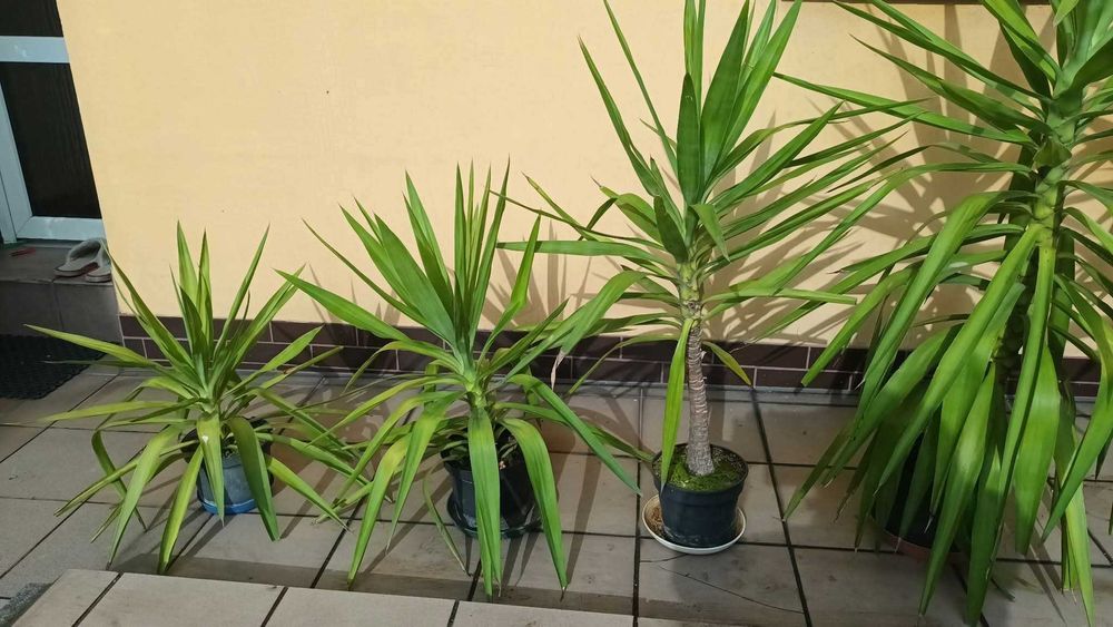 Juka Yucca małe i duże