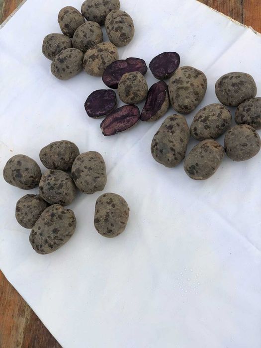 Насінева Картопля Солоха