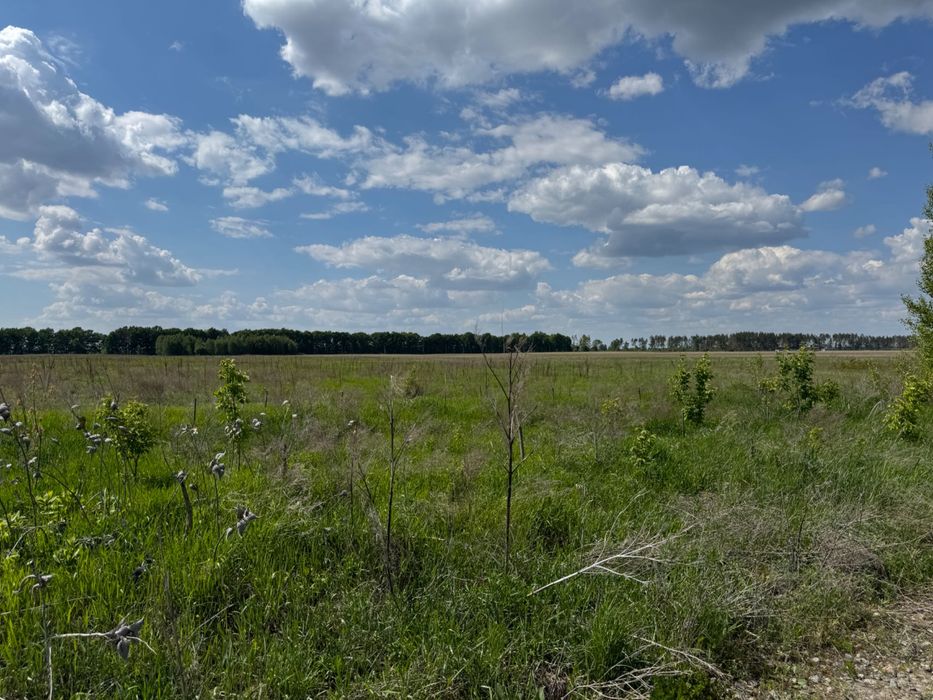 Житомирська траса село Бузова 2га під котеджі 250 у.о.