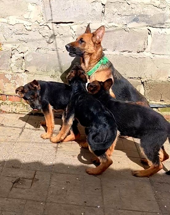 Три роскошные девочки из питомника.