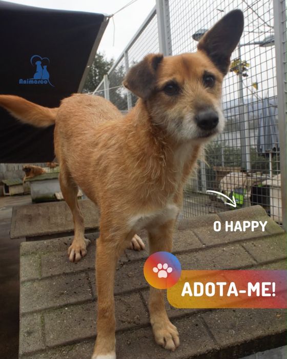 Happy - cao porte medio muito meigo
