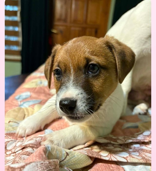 Jack Russell terrier szczeniaczek