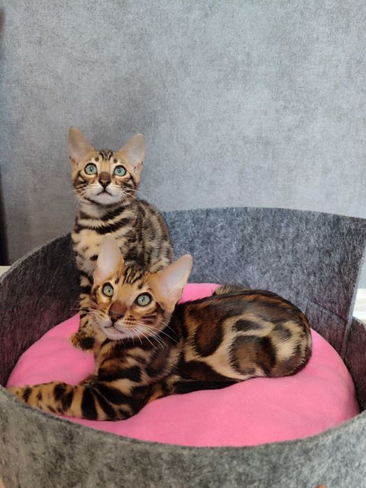 Чистокровна дівчинка Бенгалка.Терміново.Торг