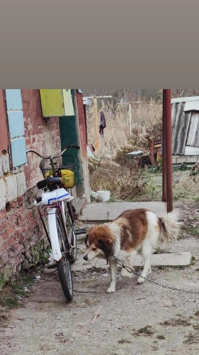 Отдам пса, возраст 5 лет, сидит на цепи сам