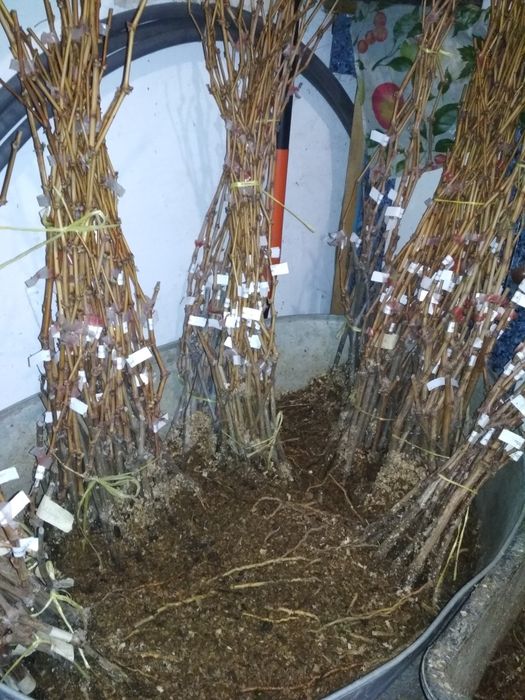 Саджанці винограду