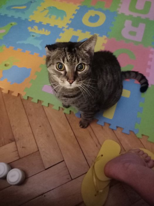 Zaginął kot Czesiu