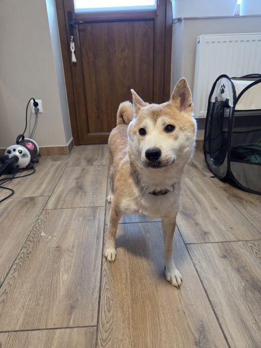 Shiba Inu dorosła