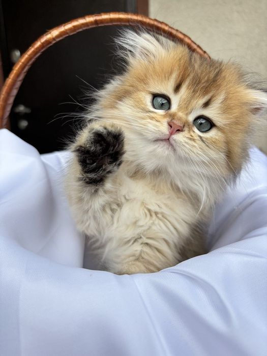 Грайливе кошення Золота Шиншила