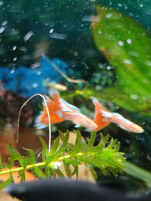 Gupik albino blue/red topaz
