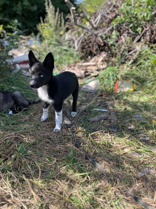 Віддам цуценят в хороші руки