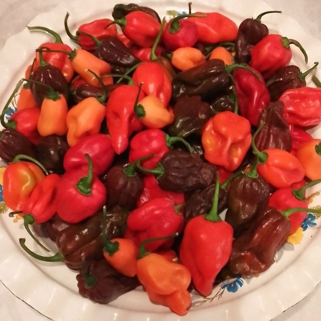 Набір насіння гострого перцю Хабанеро Habanero - 40 насінин