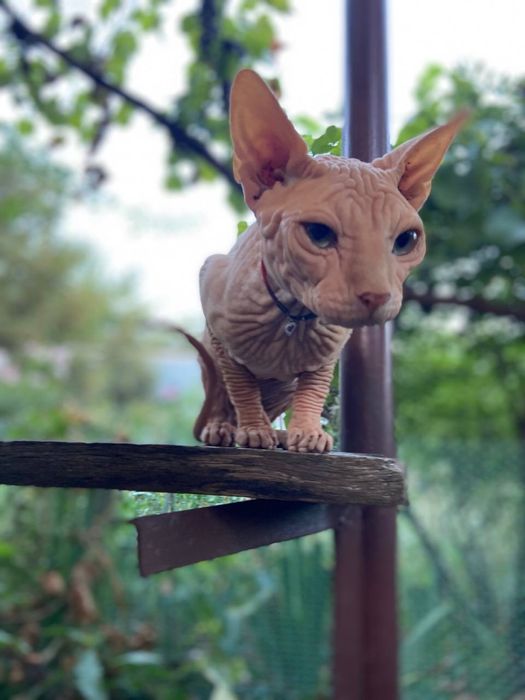 Канадский сфинкс , Вязка