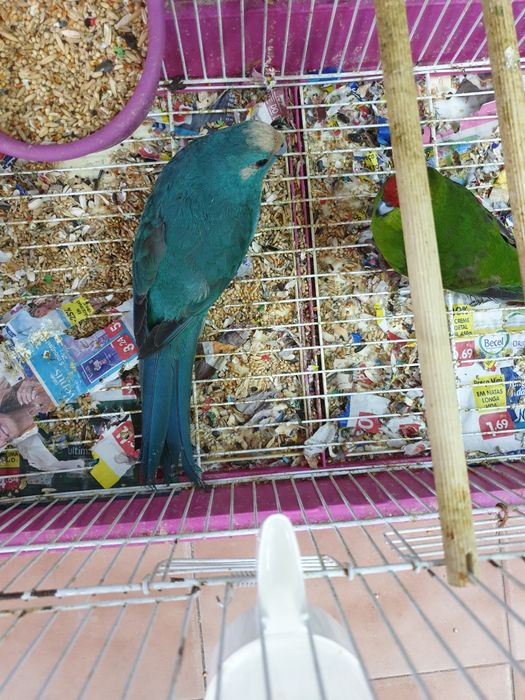 Karakakis lindissimos