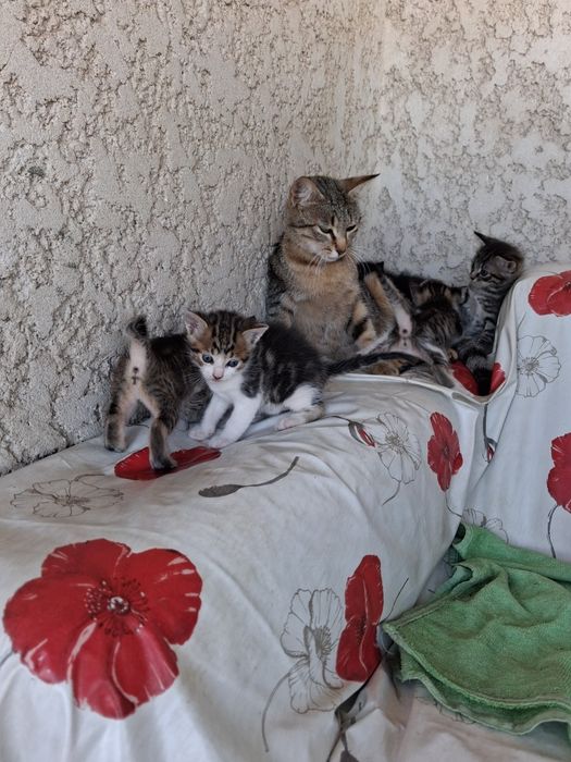 Gatos bebés para adoção