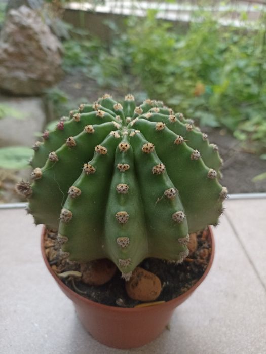 Кактусы красивые, шаровидные "Эхинопсис ".