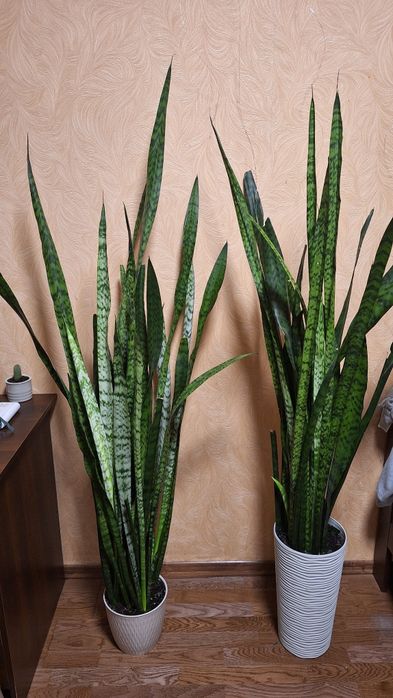 Сансев'єрія, Драцена,