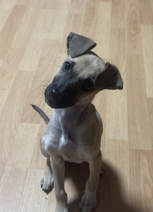 дівчинка 2,5 міс шукає дім