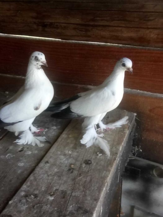 Króliki miniaturki i gołebie widyny wymienie