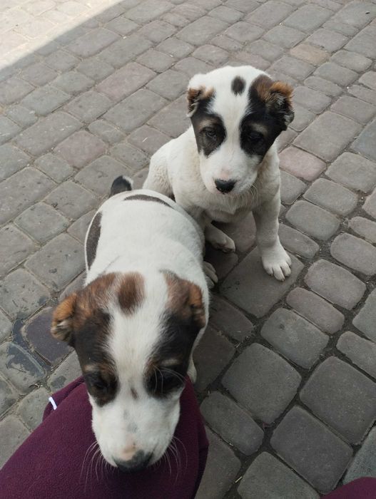 Продам щенят Алабая.