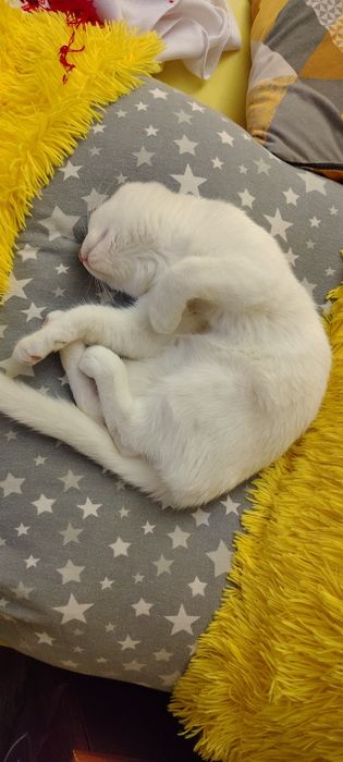 Кошенята від мами шотландки
