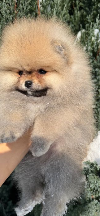 Померанський шпіц дівчинка 2,5 міс