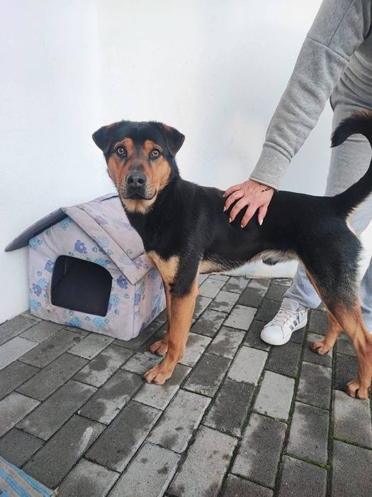 Caozinho de ano e meio