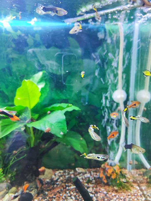 Guppys Sortidos
Vendo Guppys sa