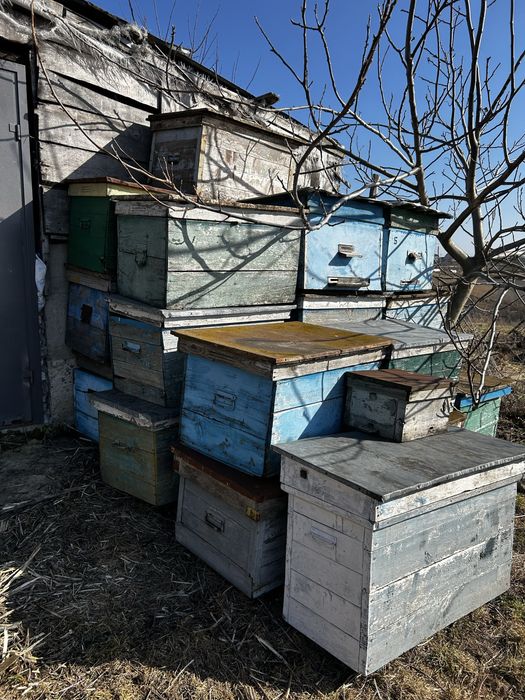 Продаж вуликів 100 грн шт