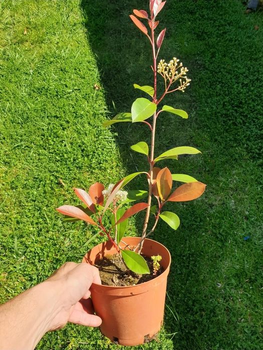 Photinias / fotinias sebes vermelhas