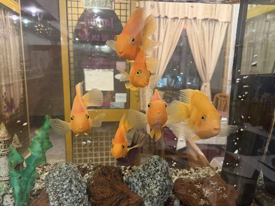 Peixes Papagaio e Peixe Óscar