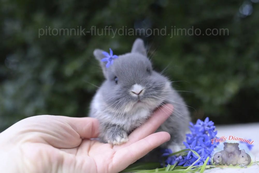 Дівчинка Netherland Dwarf Rabbit (Нідерландський Карликовий Кролик)