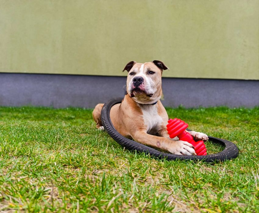 Majestatyczny amstaff
